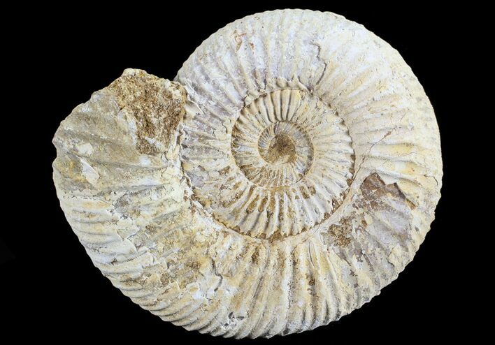 Perisphinctes Ammonite - Jurassic #68188